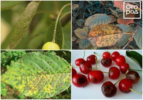 Коккомикоз вишни: характерные симптомы и меры борьбы с ним
